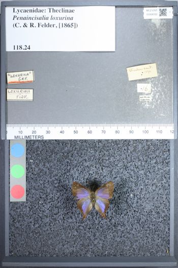 Media type: image;   Entomology 68332